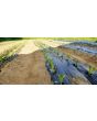 Chicory 'Catalogna Pugliese' Seeds (Certified Organic)