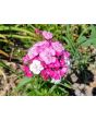 Sweet William 'Single Mixed Colors Pink and Red' Seeds (Certified Organic)