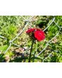 Sweet William 'Single Mixed Colors Pink and Red' Seeds (Certified Organic)