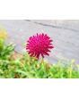 Cherry Red Scabiosa Seeds (Certified Organic) Knautia macedonica 