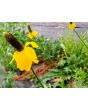 Mexican Hats Mix 