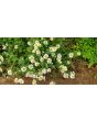 German Chamomile Seeds (Certified Organic)
