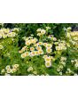 Feverfew