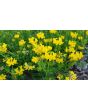 Bird's Foot Trefoil 