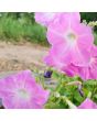 Petunia, Pink and Purple Mix Seeds (Certified Organic)