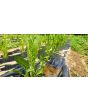 Chicory 'Catalogna Pugliese' Seeds (Certified Organic)
