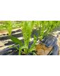 Chicory 'Catalogna Pugliese' Seeds (Certified Organic)