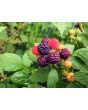 Black Raspberry Seeds (Certified Organic)