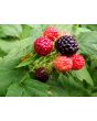 Black Raspberry Seeds (Certified Organic)