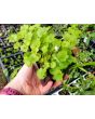 Ivy-Leaved Toadflax Seeds (Certified Organic)