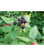Black Raspberry Seeds (Certified Organic)