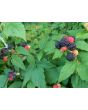 Black Raspberry Seeds (Certified Organic)