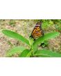 Common Milkweed