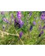 Hairy Vetch Seeds (Certified Organic)