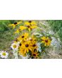 Black-Eyed Susan