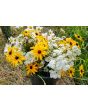 Black-Eyed Susan