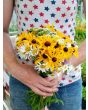 Black-Eyed Susan