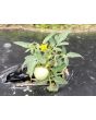 Tomato 'Micro Tom'