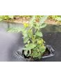 Tomato 'Micro Tom'