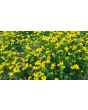 Bird's Foot Trefoil 