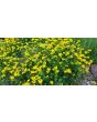 Bird's Foot Trefoil 