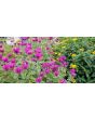 Bee Balm 'Purple Rooster' 