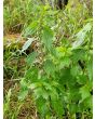 Chinese Motherwort ‘Alba’ 