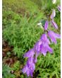 Ladybells 