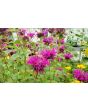 Bee Balm 'Purple Rooster' 