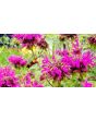Bee Balm 'Purple Rooster' 