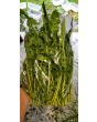 Chicory 'Catalogna Pugliese' Seeds (Certified Organic)