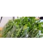 Chicory 'Catalogna Pugliese' Seeds (Certified Organic)