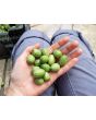 Cucumber 'Mouse Melon' or 'Mexican Sour Gherkin' 
