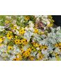 Black-Eyed Susan