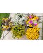 Black-Eyed Susan