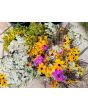 Black-Eyed Susan