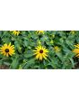 Black-Eyed Susan