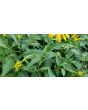 Black-Eyed Susan