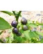 Garden Huckleberry Seeds (Certified Organic)