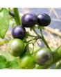 Garden Huckleberry Seeds (Certified Organic)