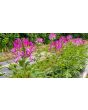 Spider Flower, Purple Seeds (Certified Organic)