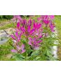 Spider Flower, Purple Seeds (Certified Organic)