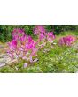 Spider Flower, Purple Seeds (Certified Organic)