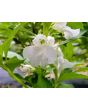Balsam Impatiens Mix