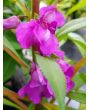 Balsam Impatiens Mix