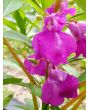 Balsam Impatiens Mix