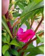 Balsam Impatiens Mix
