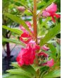 Balsam Impatiens Mix