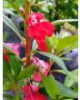 Balsam Impatiens Mix