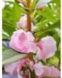 Balsam Impatiens Mix